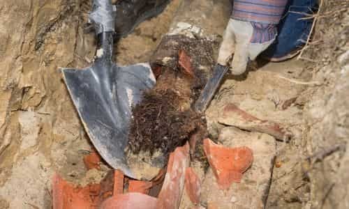tips for removing root clogs